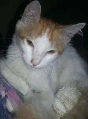 Gato raça Vira lata idade 2 a 6 meses nome Nao sei