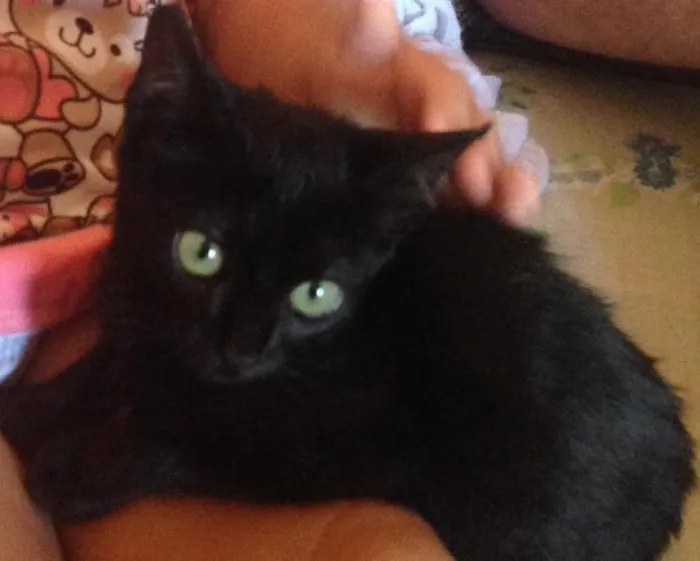 Gato ra a  idade Abaixo de 2 meses nome Miau