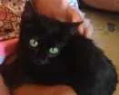 Gato raça  idade Abaixo de 2 meses nome Miau
