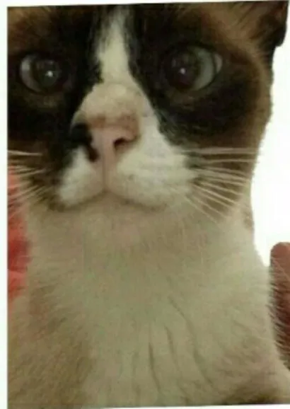 Gato raça Siamês mesturado idade 1 ano nome Bela e fyona