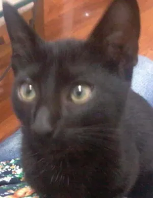 Gato raça SRD idade Abaixo de 2 meses nome Rebecca
