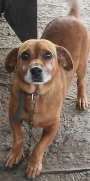Cachorro raça Sem raça definida. idade 2 anos nome Billy 