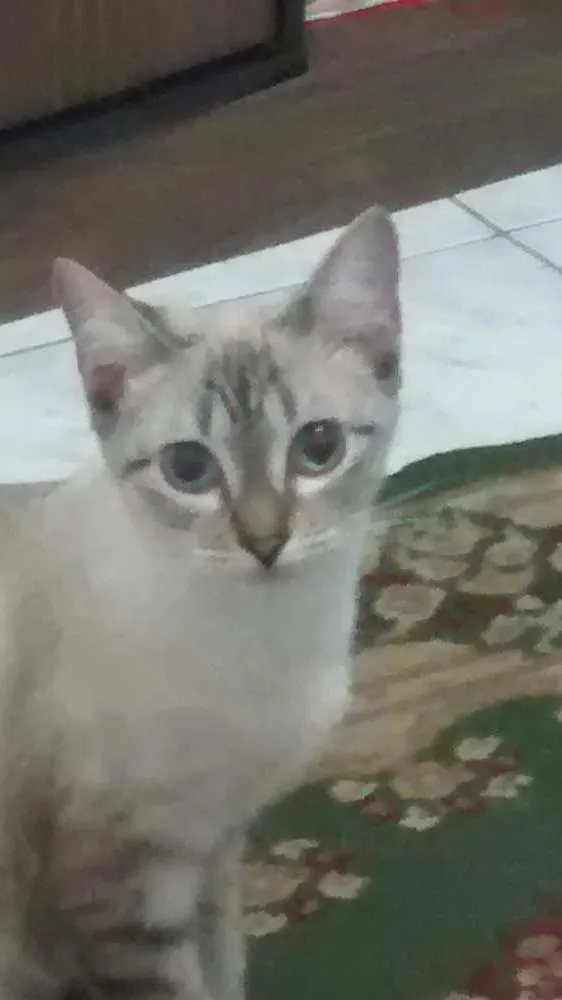 Gato ra a SRD idade 1 ano nome Frajola e perola