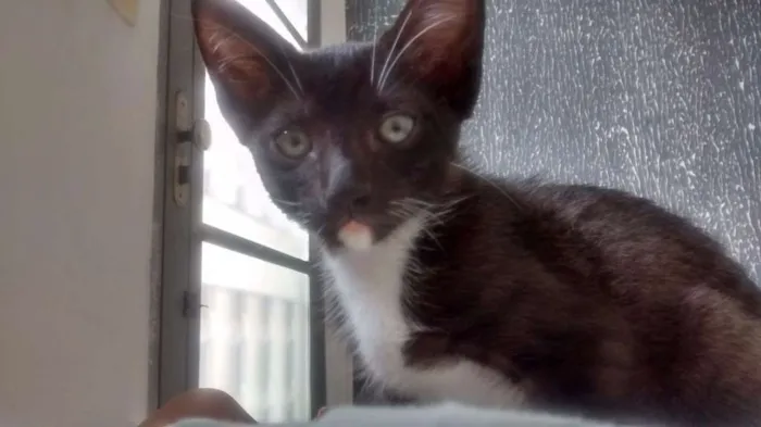 Gato ra a SRD idade 1 ano nome Frajola e perola