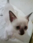 Gatinhos