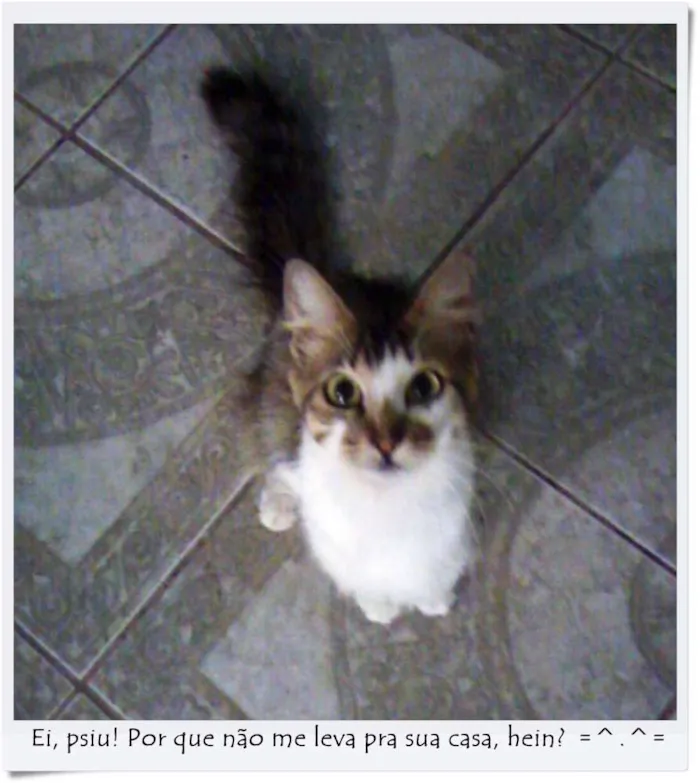 Gato ra a SRD idade  nome Gata Castrada