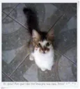Gata Castrada