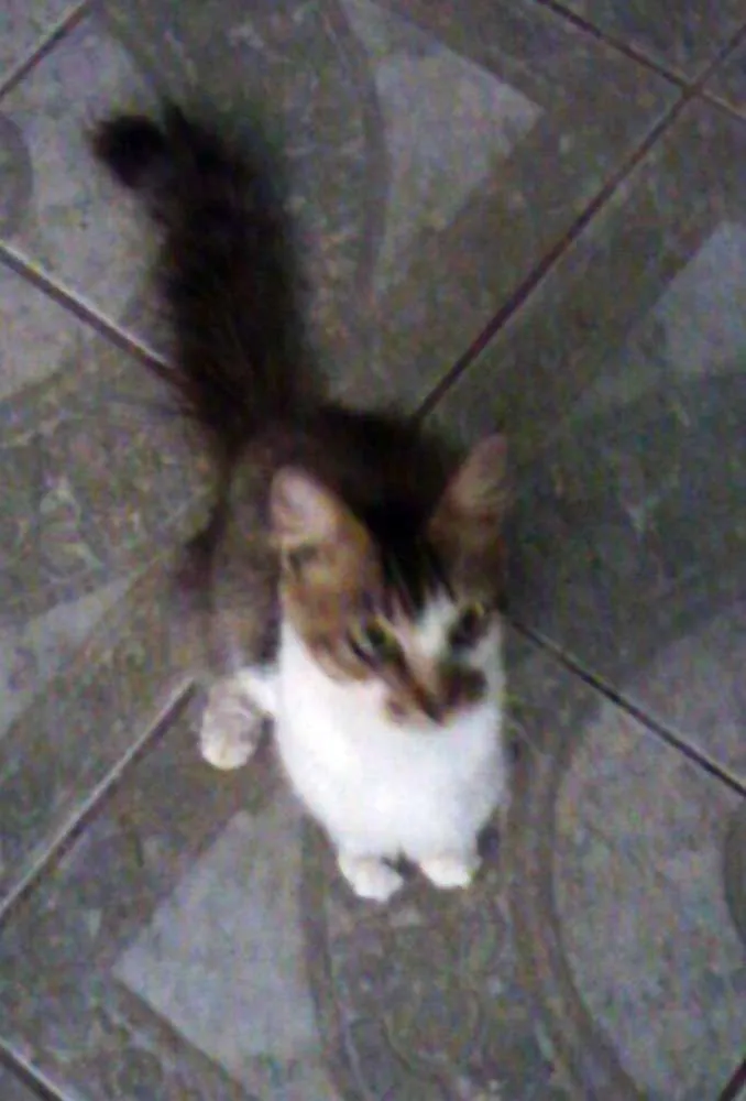 Gato ra a SRD idade  nome Gata Castrada
