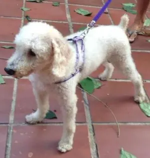 Cachorro raça poodle-mestiço idade 4 anos nome algodão