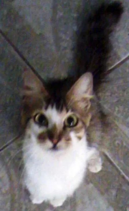 Gato ra a SRD idade  nome Gata Castrada