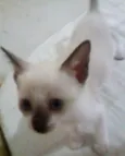 Gatinhos