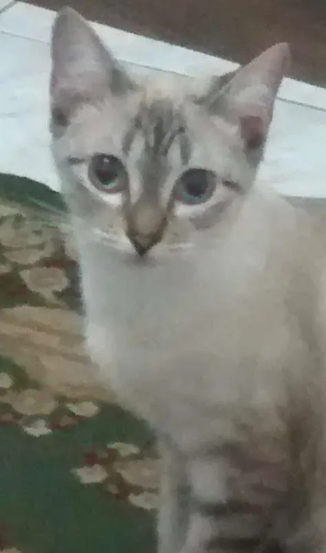 Gato ra a SRD idade 1 ano nome Frajola e perola
