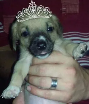 Cachorro raça Sem raça idade 2 a 6 meses nome Filhotes