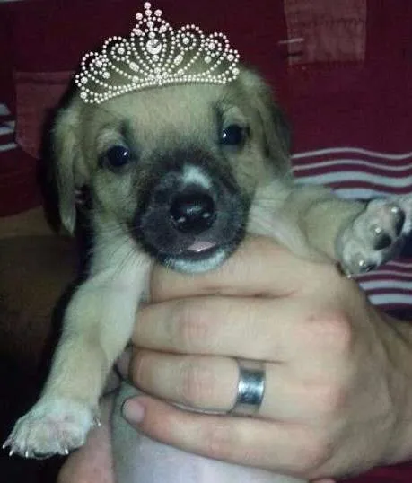 Cachorro ra a Sem raça idade 2 a 6 meses nome Filhotes