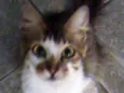 Gata Castrada
