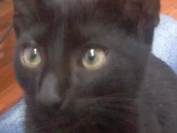 Gato raça SRD idade Abaixo de 2 meses nome Rebecca