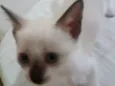 Gatinhos
