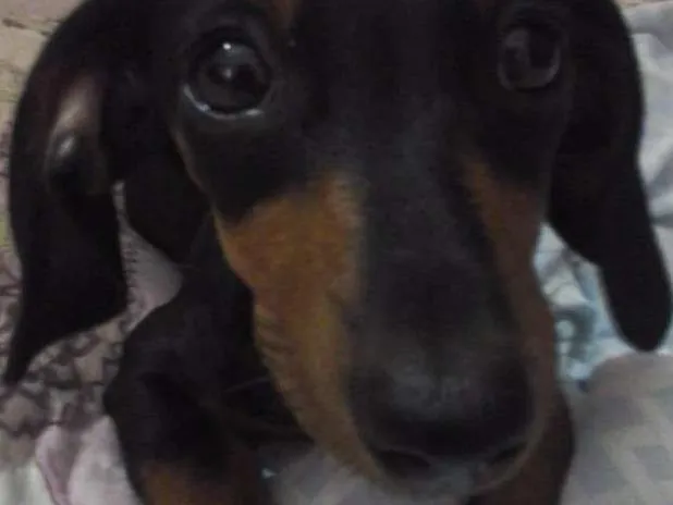 Cachorro raça Dashchund idade 2 a 6 meses nome Nina
