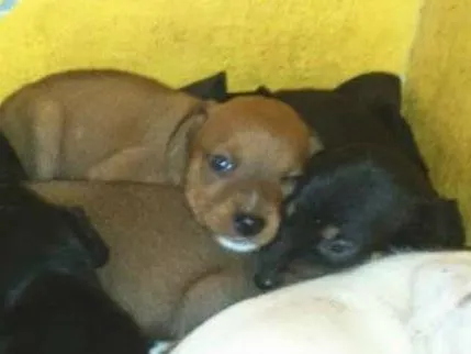 Cachorro ra a SRD idade Abaixo de 2 meses nome Sem nome