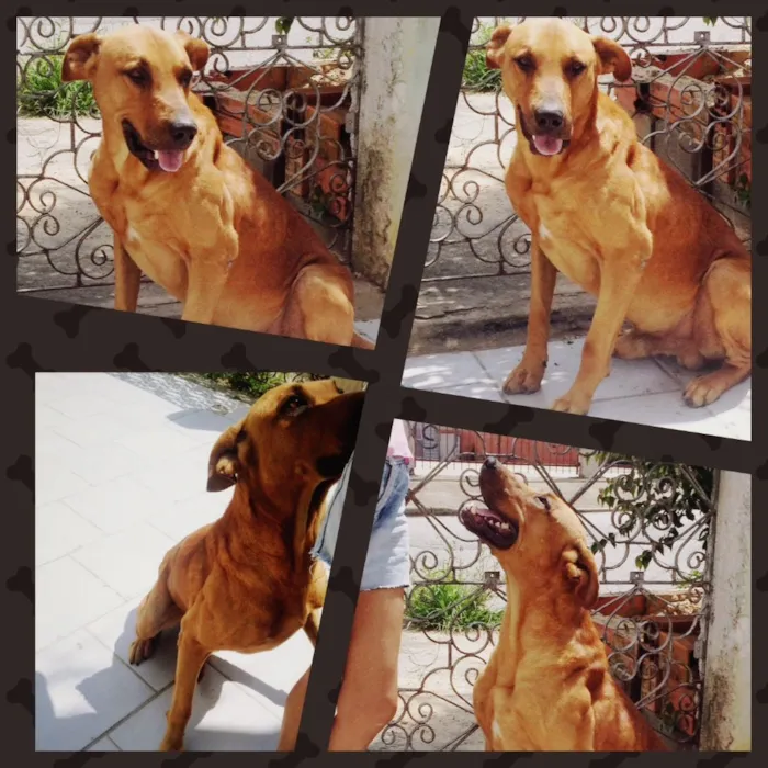 Cachorro ra a S/R idade 6 ou mais anos nome Hiro 