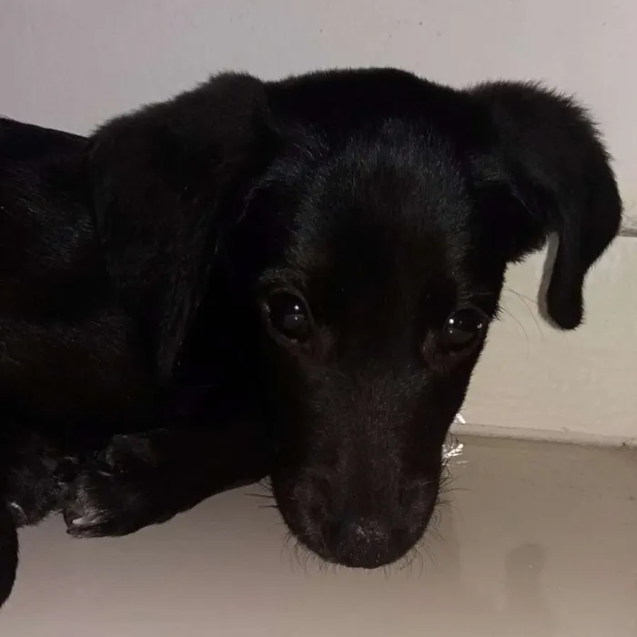 Cachorro ra a Vira lata idade 2 a 6 meses nome Charles
