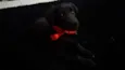 Charles