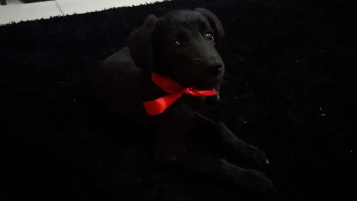 Cachorro ra a Vira lata idade 2 a 6 meses nome Charles
