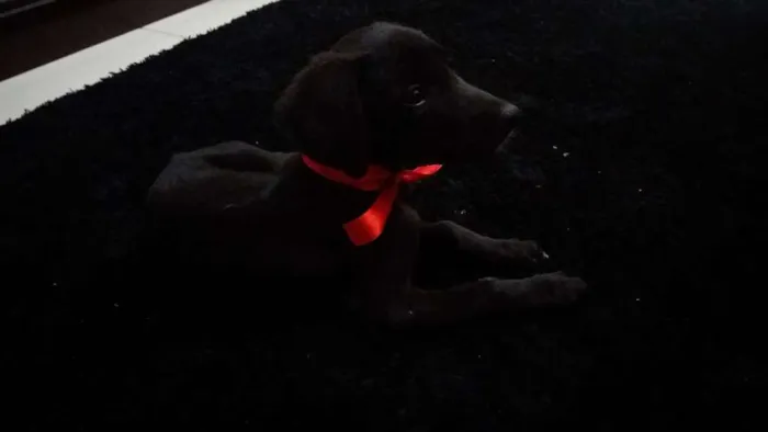 Cachorro ra a Vira lata idade 2 a 6 meses nome Charles