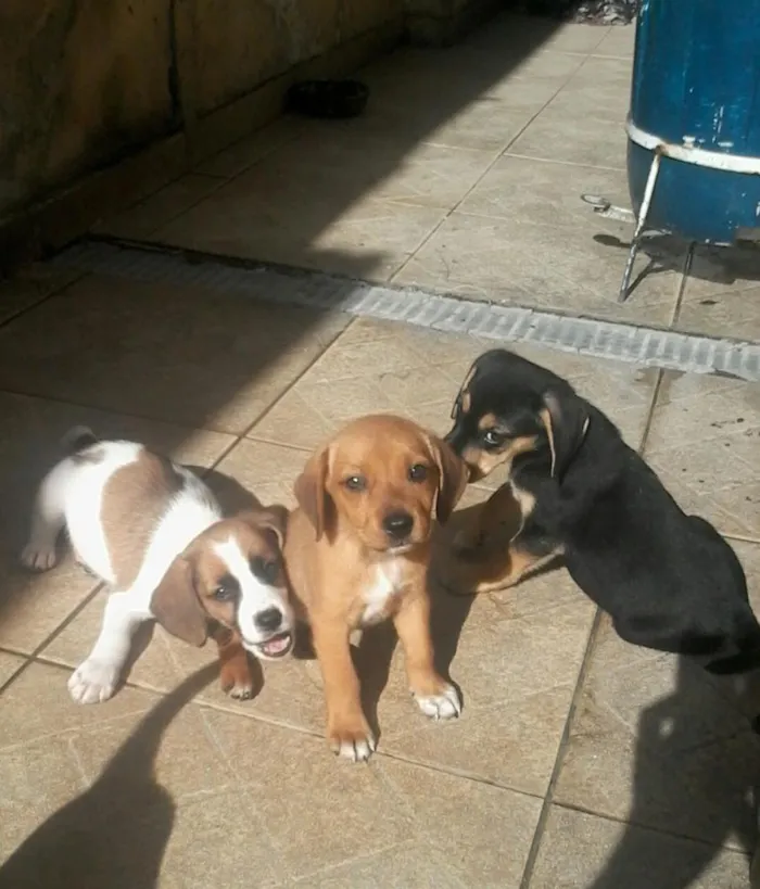 Cachorro ra a Sem raça definida . idade Abaixo de 2 meses nome Estão sem nome ainda.