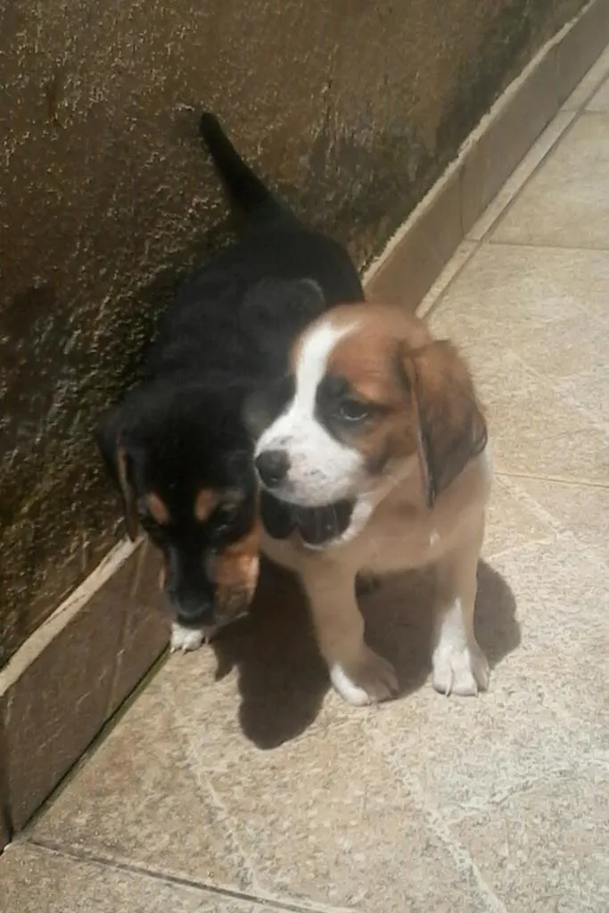 Cachorro ra a Sem raça definida . idade Abaixo de 2 meses nome Estão sem nome ainda.