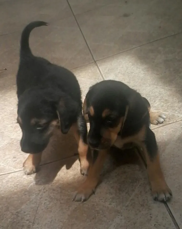 Cachorro ra a Sem raça definida . idade Abaixo de 2 meses nome Estão sem nome ainda.