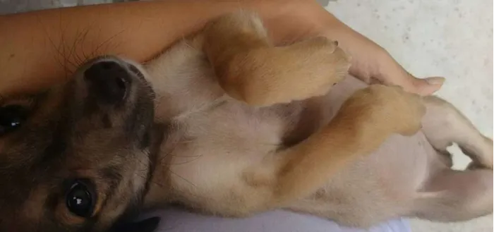 Cachorro ra a SRD idade 2 a 6 meses nome Miguel
