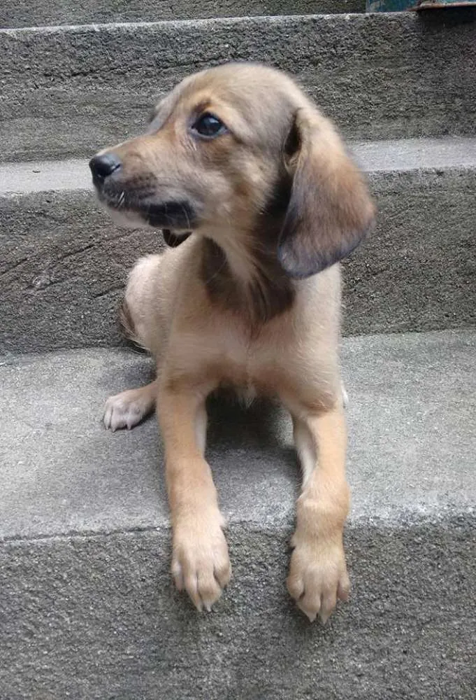 Cachorro ra a SRD idade 2 a 6 meses nome Miguel