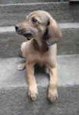 Miguel