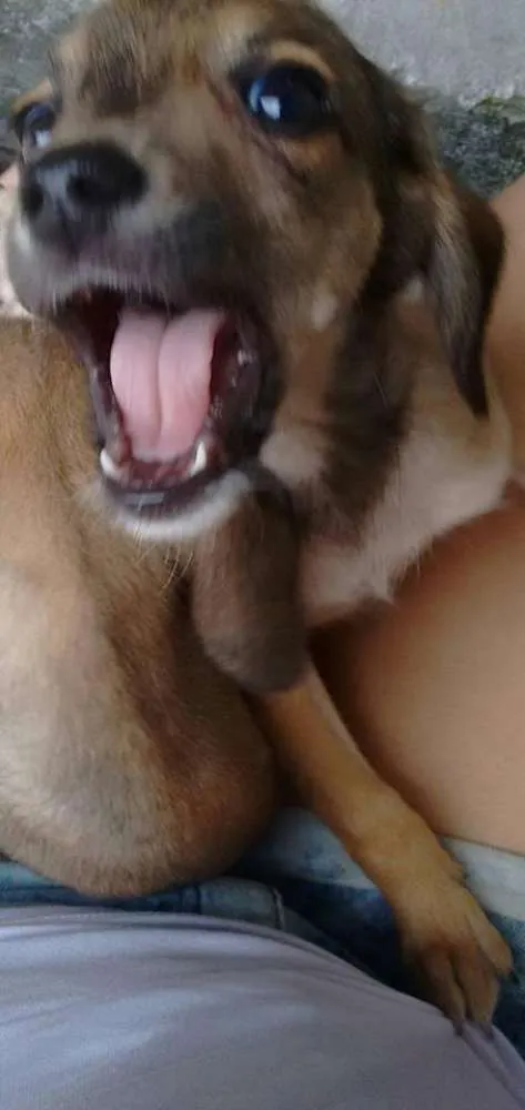 Cachorro ra a SRD idade 2 a 6 meses nome Miguel