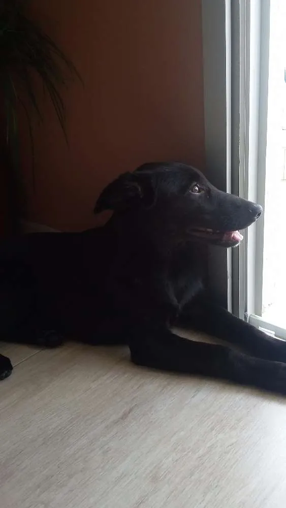 Cachorro ra a Virá lata idade 2 a 6 meses nome Amy