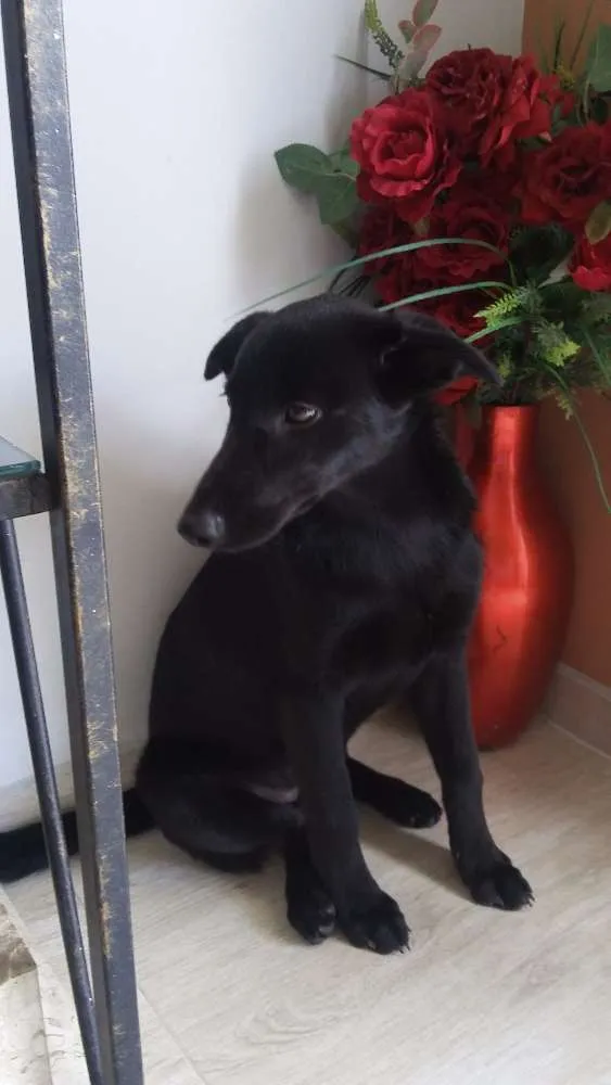 Cachorro ra a Virá lata idade 2 a 6 meses nome Amy