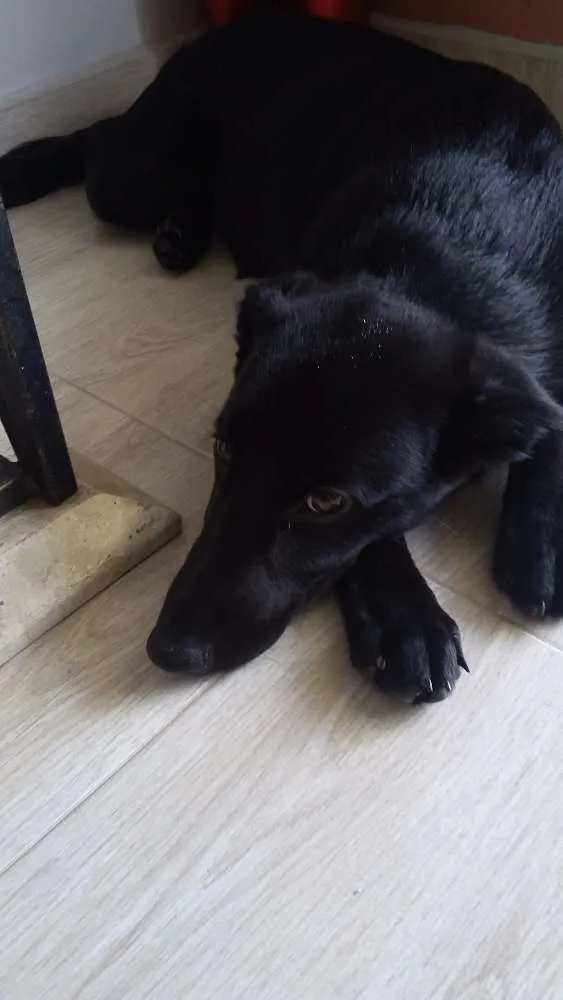Cachorro ra a Virá lata idade 2 a 6 meses nome Amy