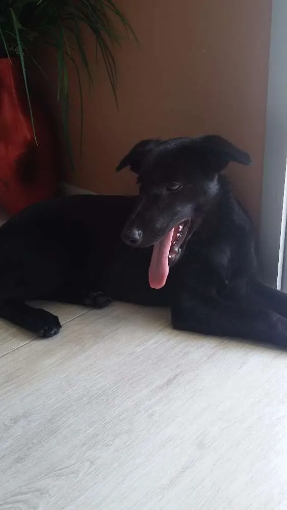 Cachorro ra a Virá lata idade 2 a 6 meses nome Amy