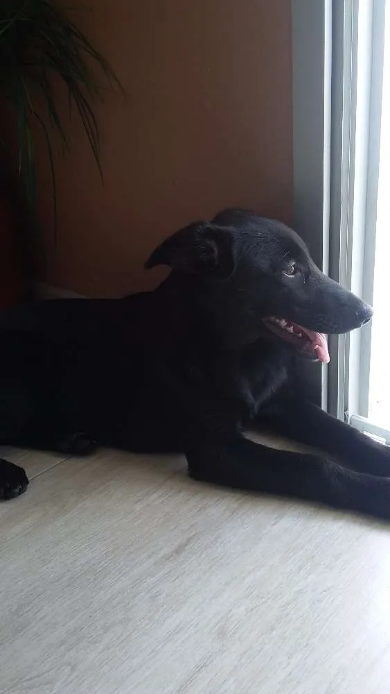 Cachorro ra a Virá lata idade 2 a 6 meses nome Amy