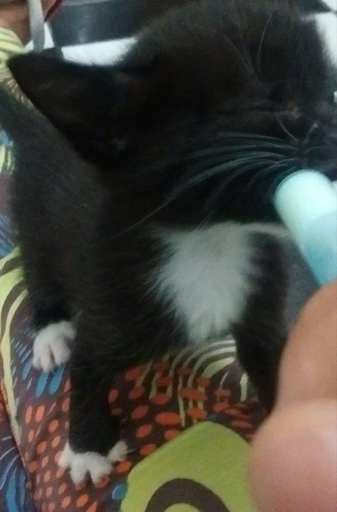 Gato ra a SRD idade Abaixo de 2 meses nome Sem nome