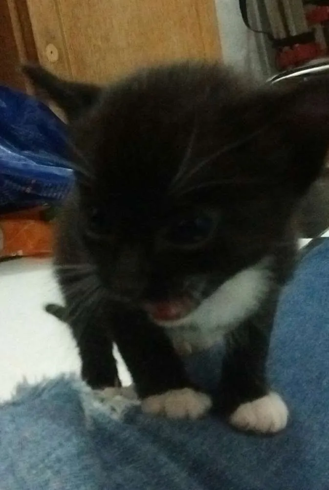 Gato ra a SRD idade Abaixo de 2 meses nome Sem nome