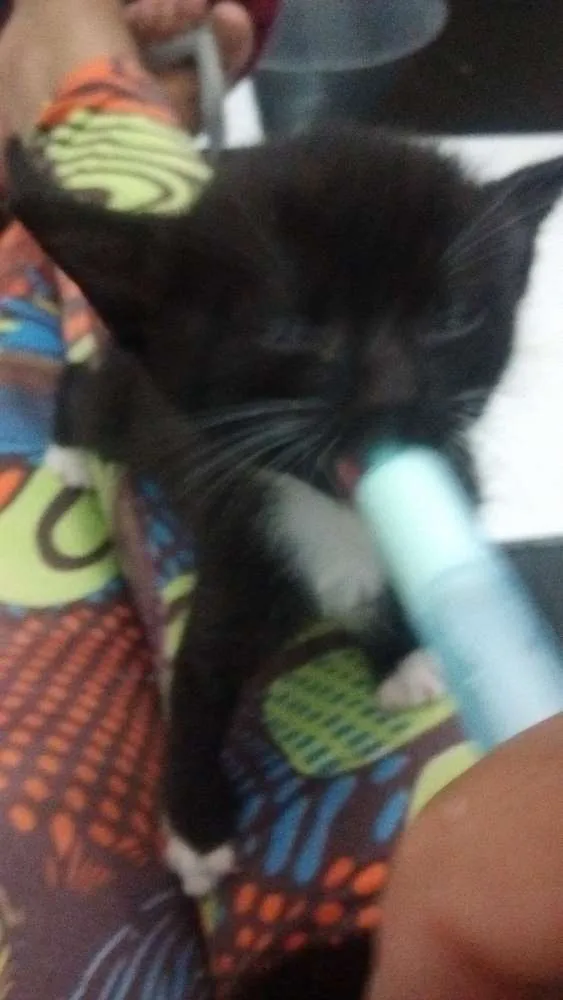 Gato ra a SRD idade Abaixo de 2 meses nome Sem nome