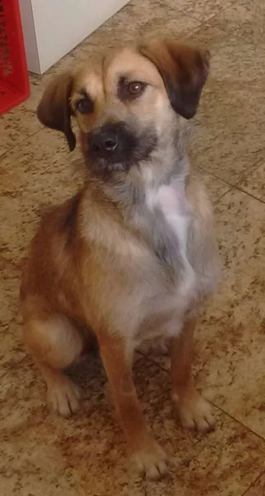 Cachorro ra a SRD idade 7 a 11 meses nome Charlote