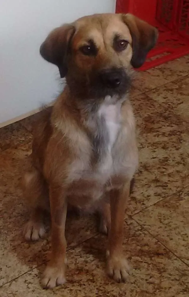 Cachorro ra a SRD idade 7 a 11 meses nome Charlote
