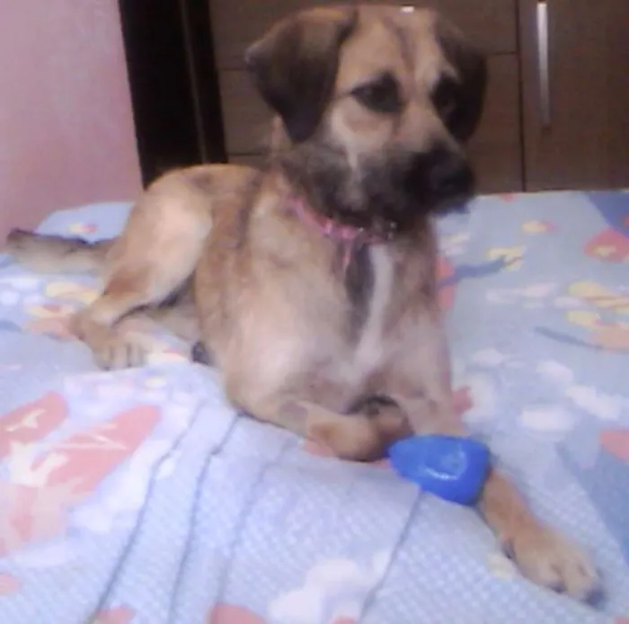 Cachorro ra a SRD idade 7 a 11 meses nome Charlote