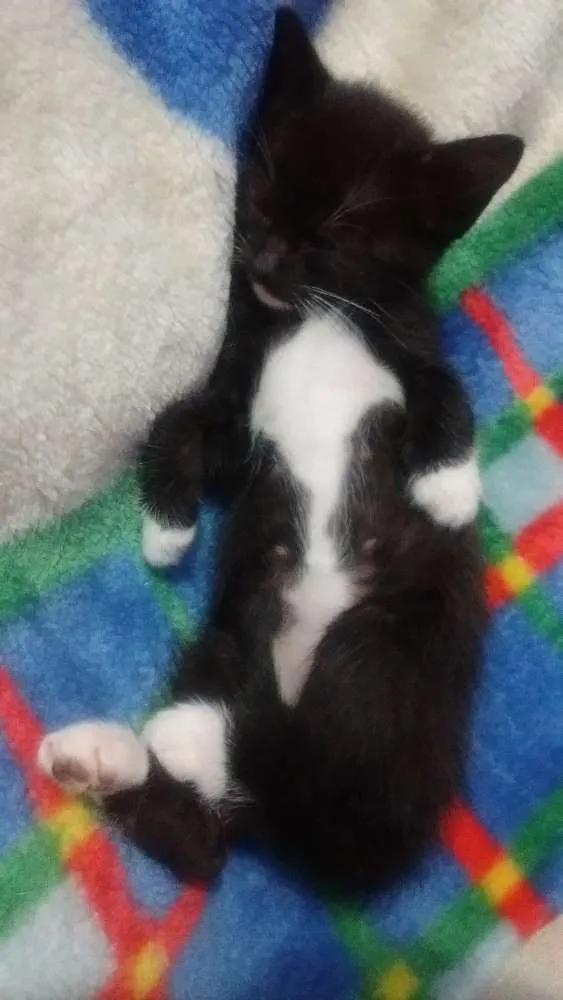 Gato ra a SRD idade Abaixo de 2 meses nome Sem nome