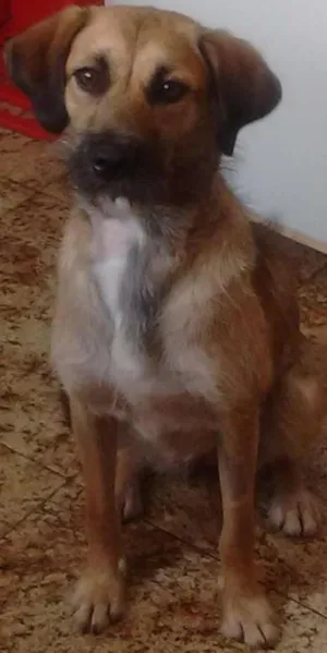 Cachorro raça SRD idade 7 a 11 meses nome Charlote
