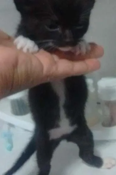 Gato ra a SRD idade Abaixo de 2 meses nome Sem nome