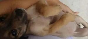 Cachorro raça SRD idade 2 a 6 meses nome Miguel